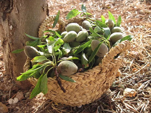 地面篮筐里的芒果 自然与生活的甜美交织