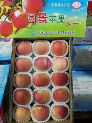 金秋采摘正当时，井陉小作“圆景”红富士邀您共品丰收乐
