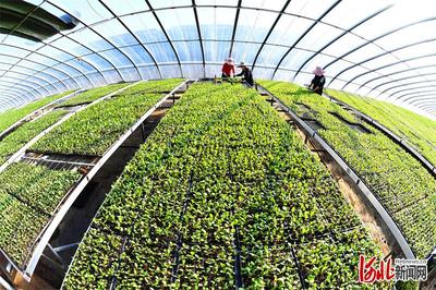 新技术新服务新产品助农增收——乐亭建设全国农业科技现代化先行县探访之果品篇