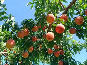 果品甜度的决定因素与提升甜度的栽培策略